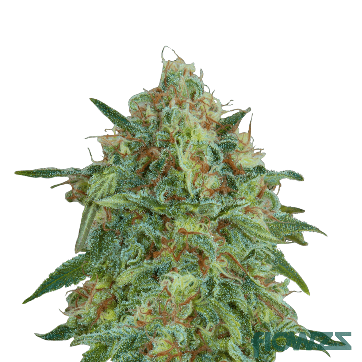 OZ-cannabis-strain