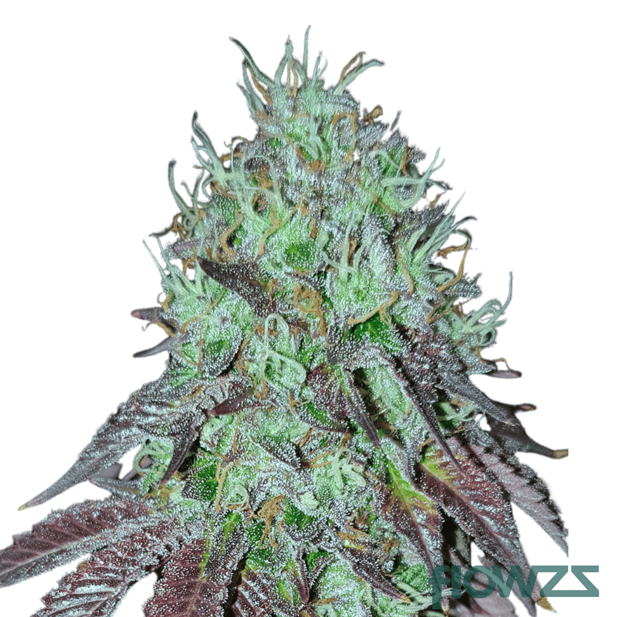 baklava-strain