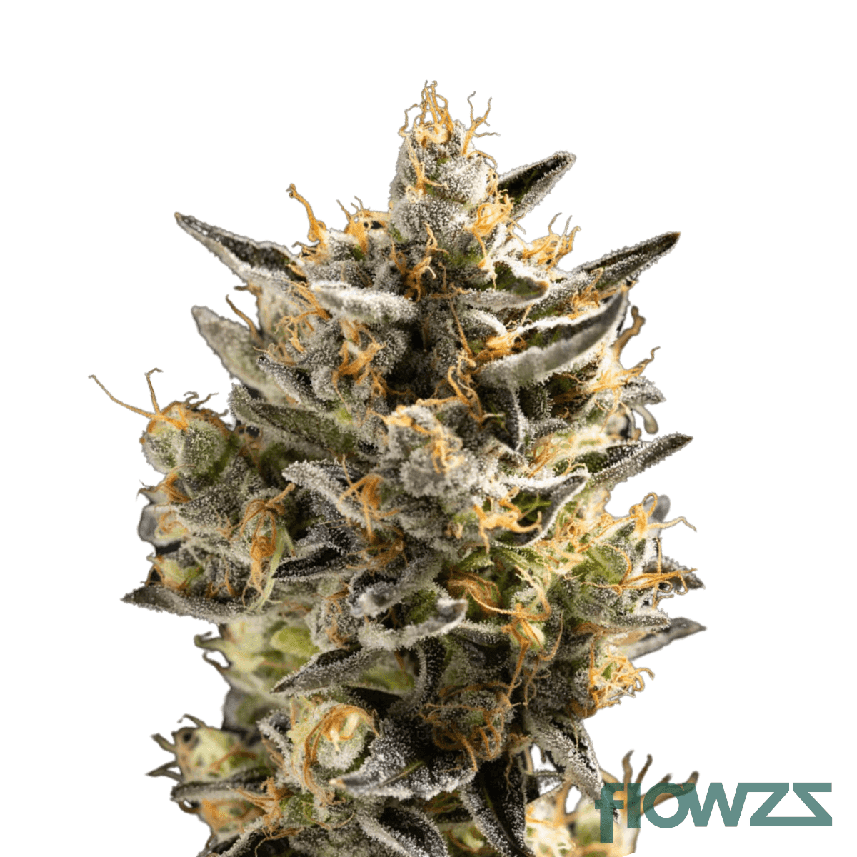 gmo-zkittlez-cannabis-strain