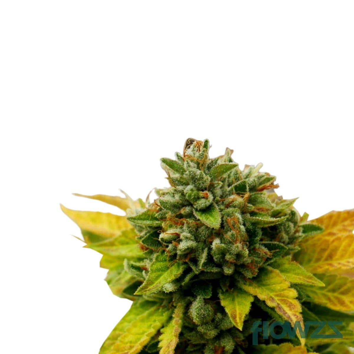 Erez Cannabis Strain - flowzz.com Preisvergleich