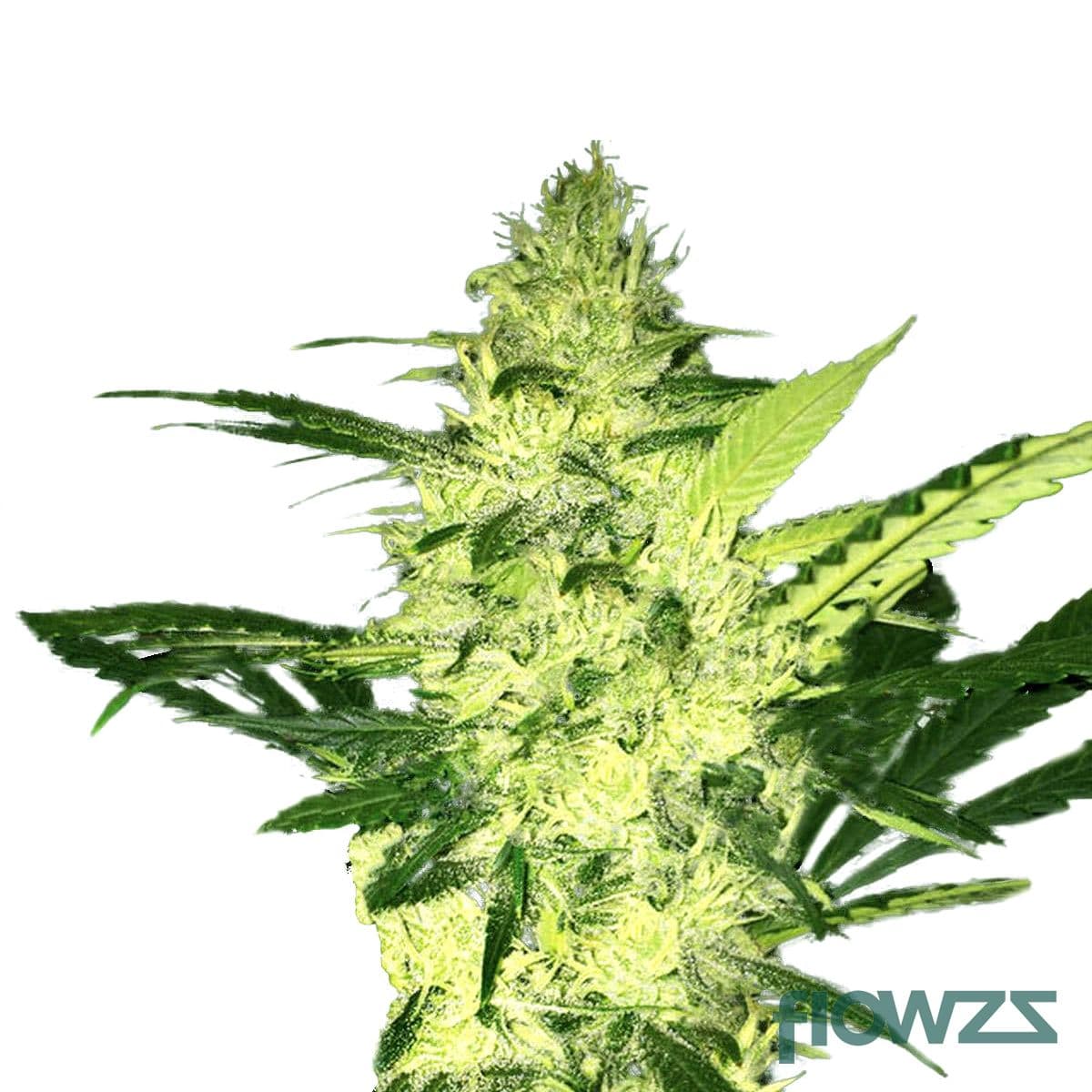 La Sage » Wirkung, Strain Reviews & Preise