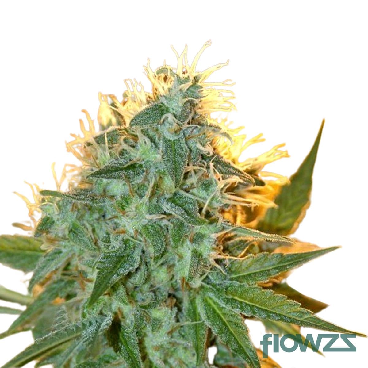 Jean Guy Cannabis Strain - flowzz.com Preisvergleich