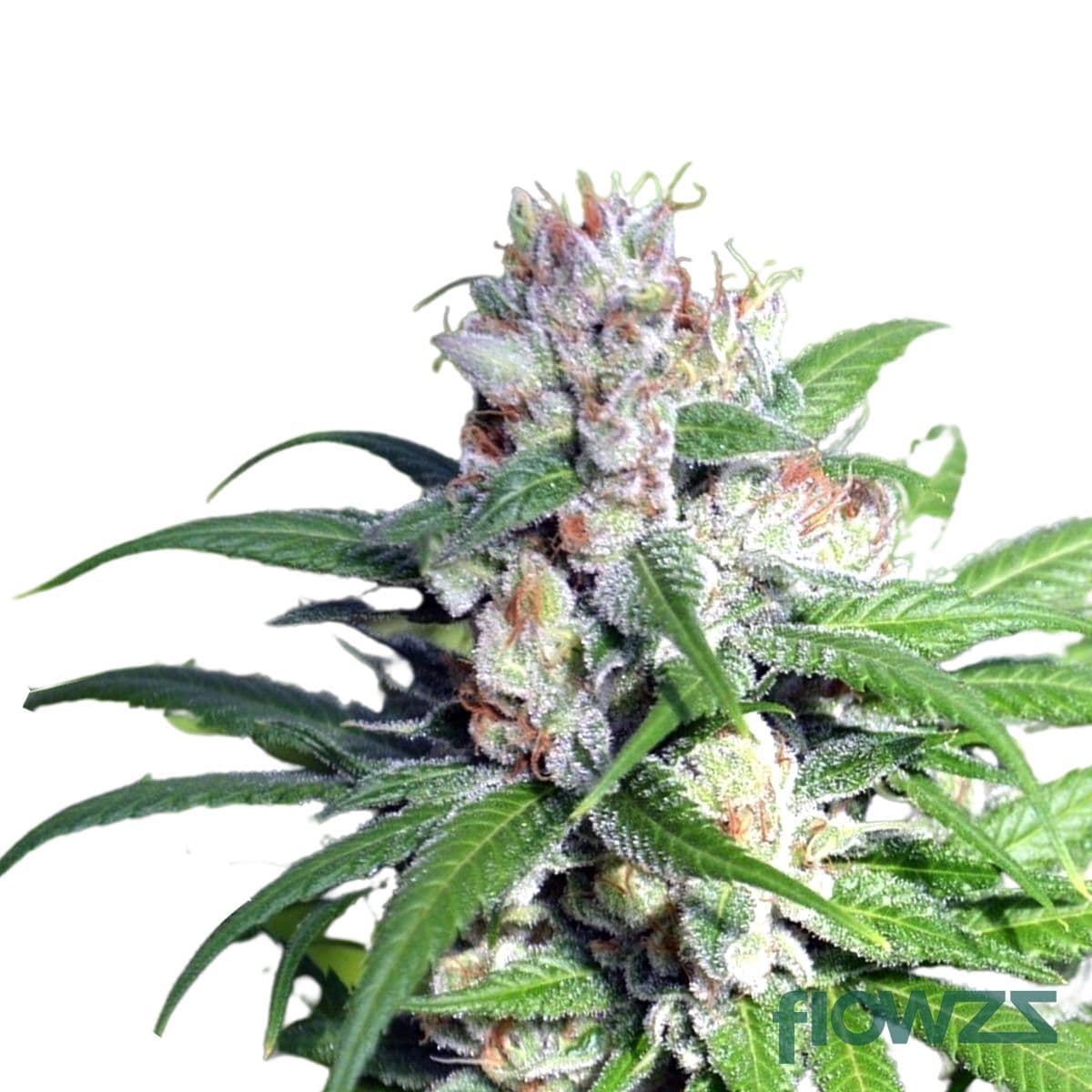 Bereshit Cannabis Strain - flowzz.com Preisvergleich