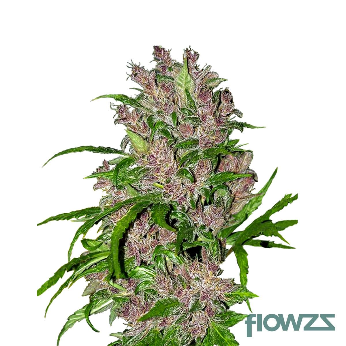 Purple Dog Bud Cannabis Strain - flowzz.com Preisvergleich