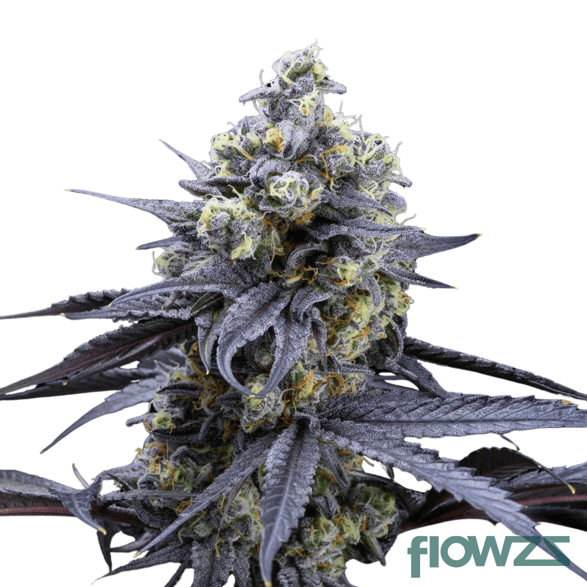 alphaflos-schneewittchen-cannabis-strain