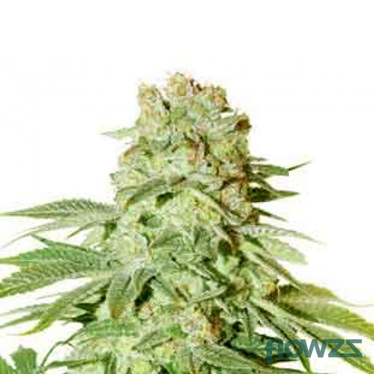 Power Plant Cannabis Strain - flowzz.com Preisvergleich