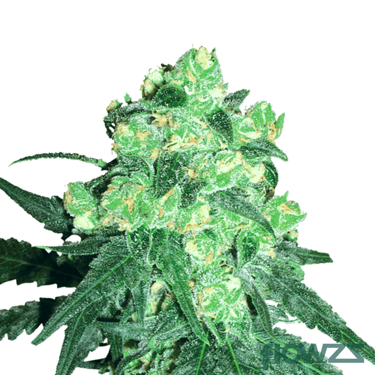 white-rhino-strain