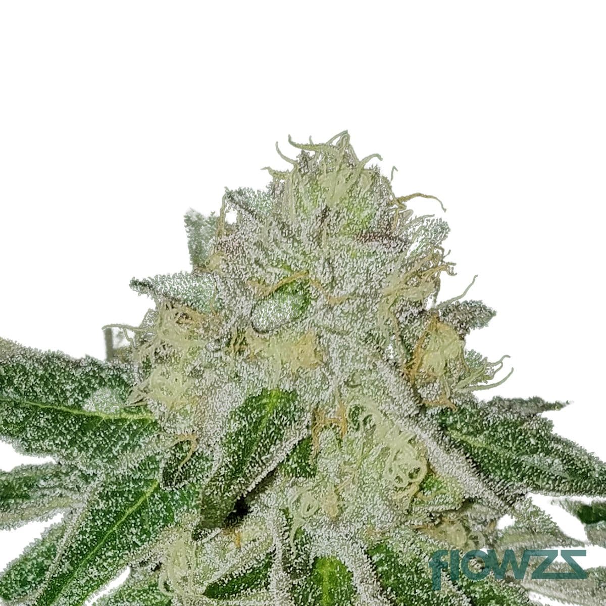 Tire Fire Cannabis Strain - flowzz.com Preisvergleich