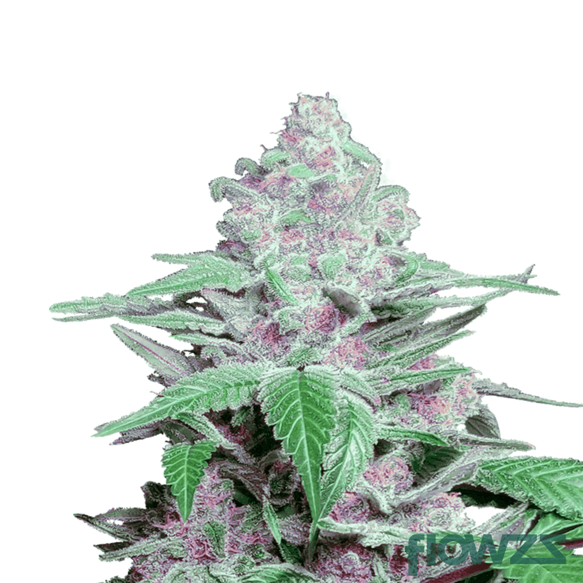 Cookies-OG-strain