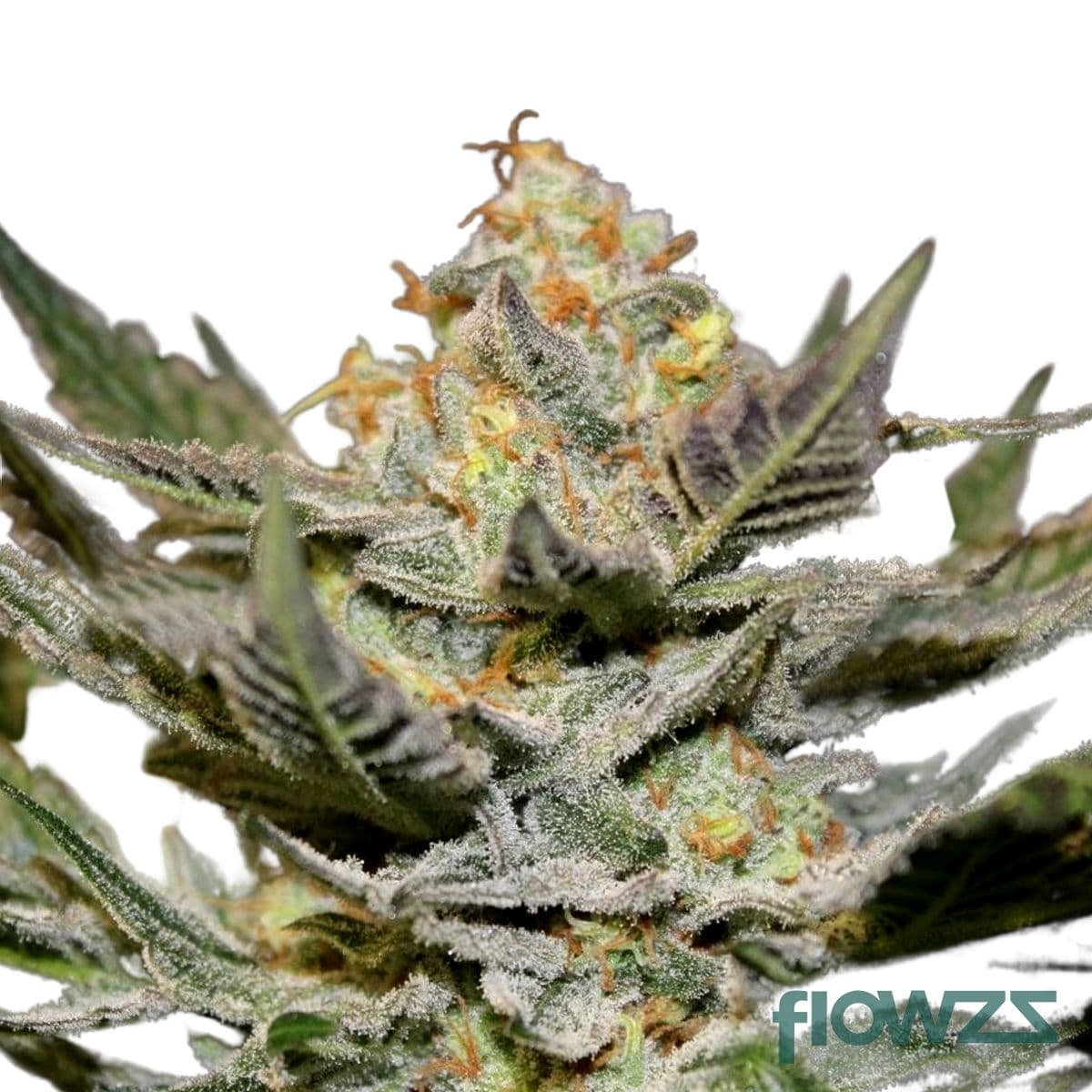 God Bud Cannabis Strain - flowzz.com Preisvergleich