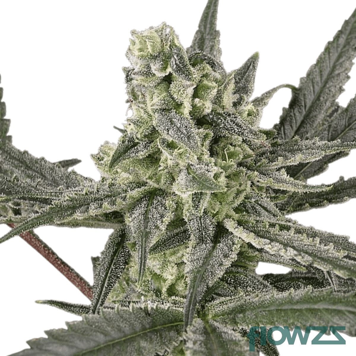 old-skool-strain