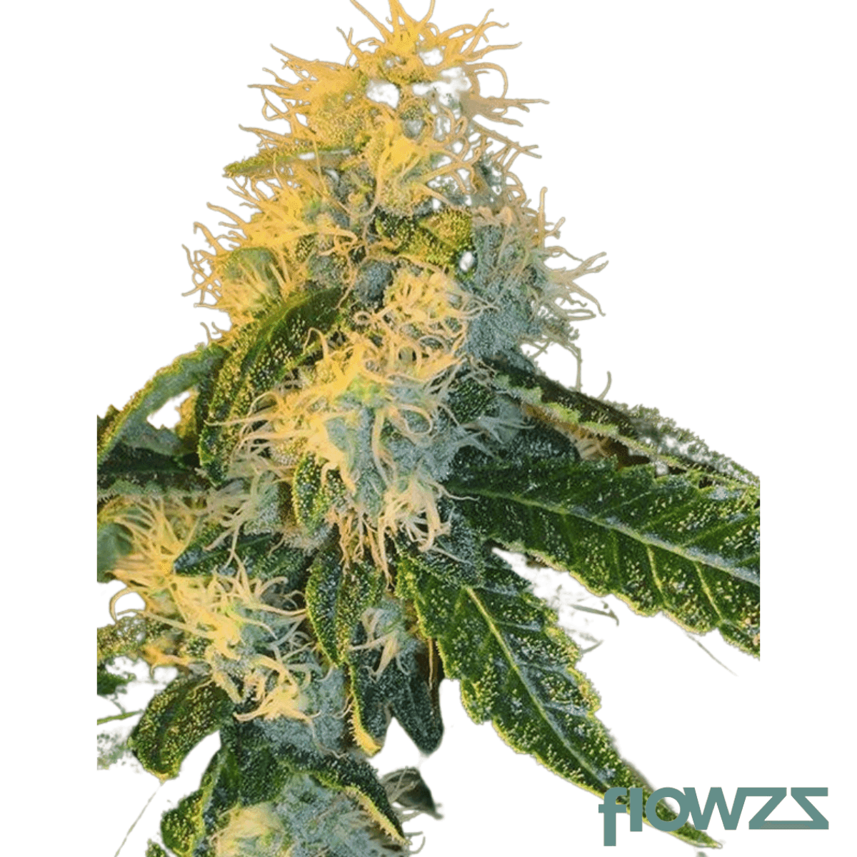  Hell Monkey Cannabis Strain - flowzz.com Preisvergleich