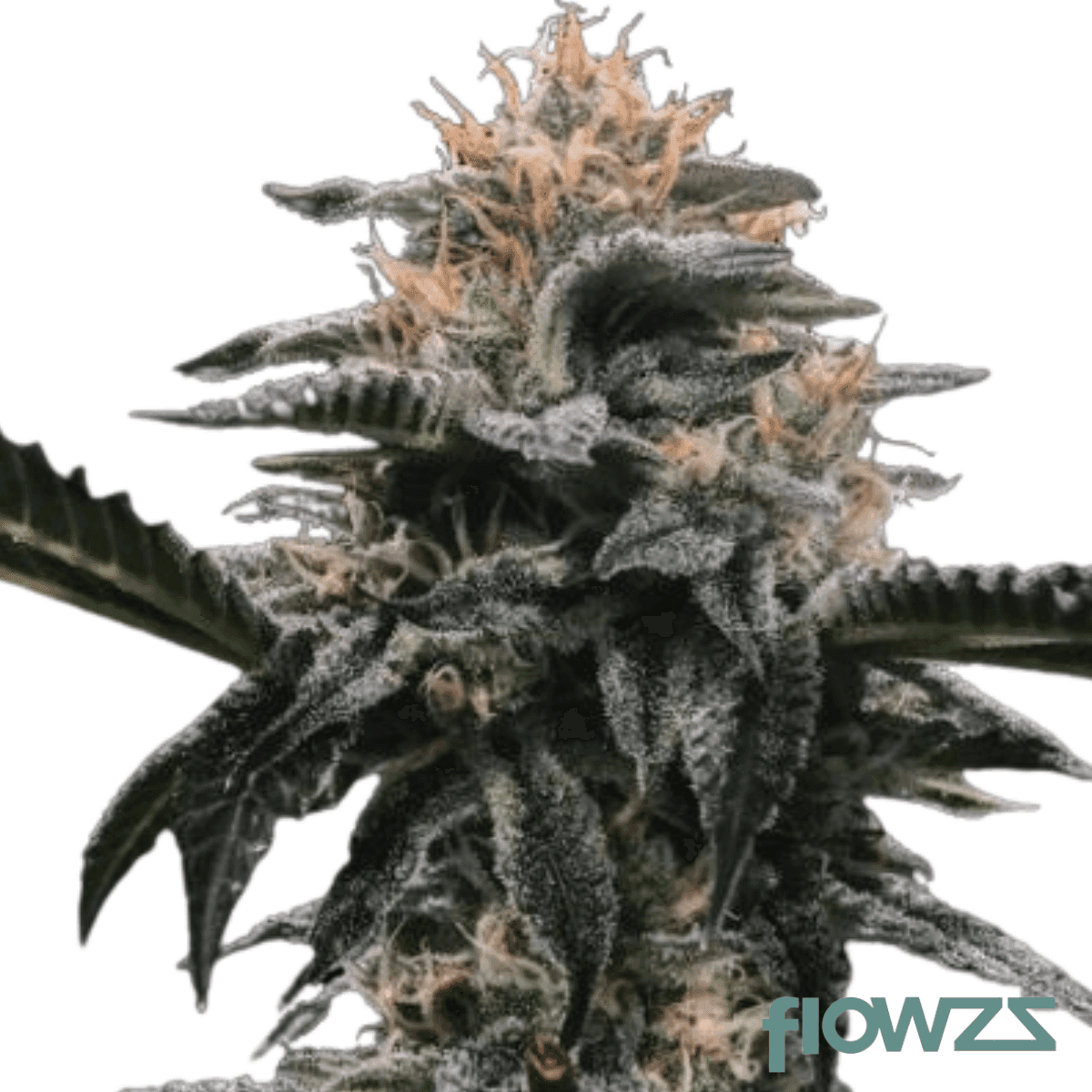 Banana Sorbet Cannabis Strain - flowzz.com Preisvergleich