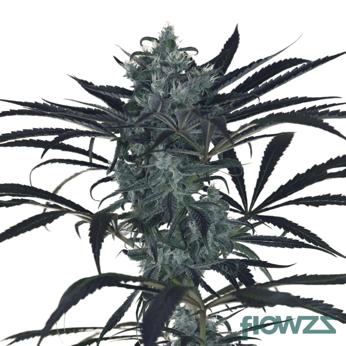 blueberry-headband-strain