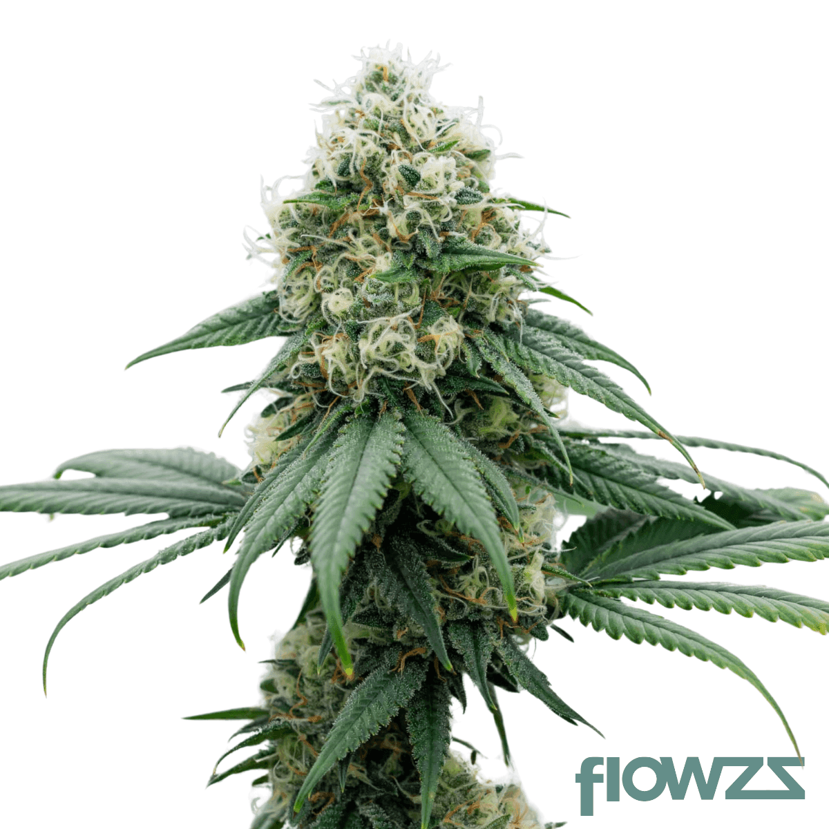 gelato-pie-cannabis-strain