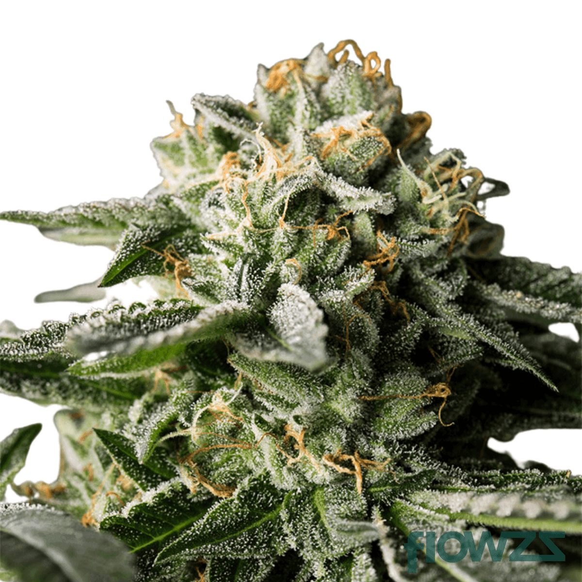 madrecan 21/1 RCH Remo Chemo zum besten Preis