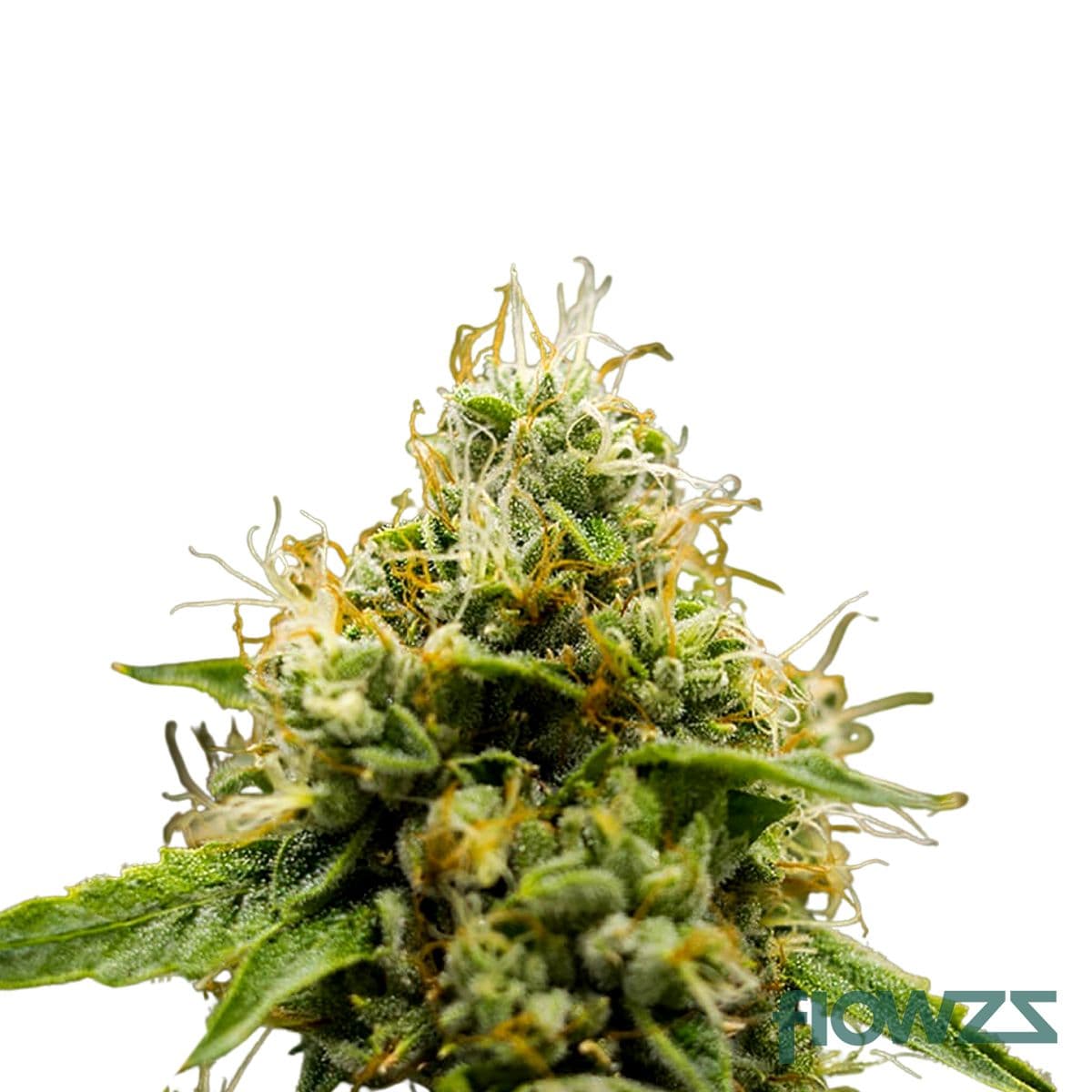 Galaxy Walker OG Cannabis Strain - flowzz.com Preisvergleich