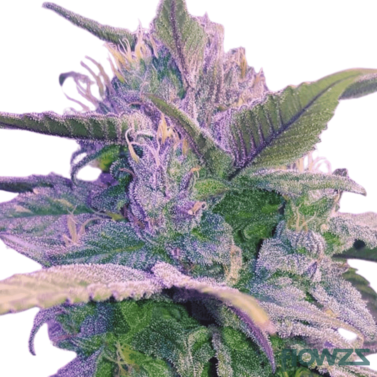 Pink Champagne