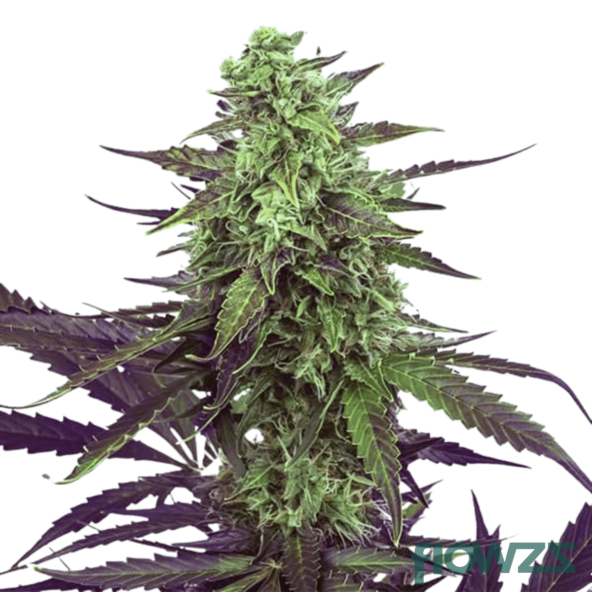 sherbz-cannabis