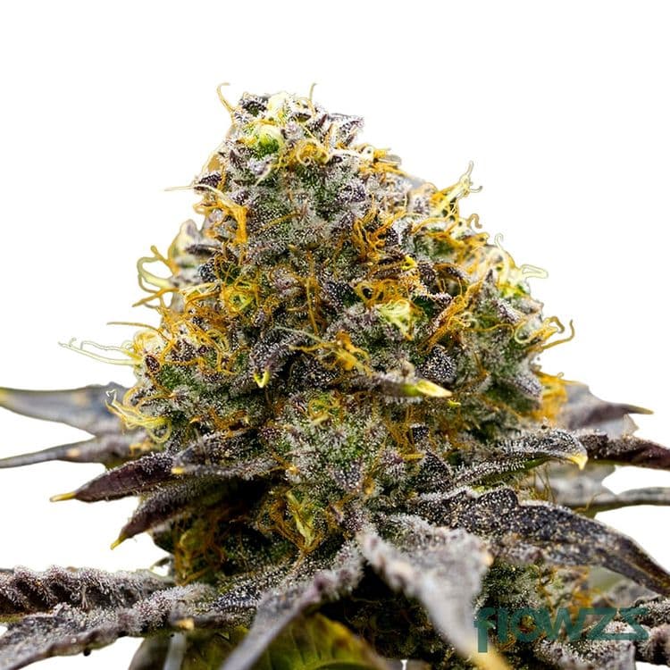 Gelato Cannabis Strain - flowzz.com Preisvergleich