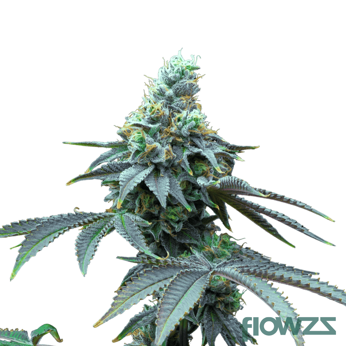 candy-fumez-strain