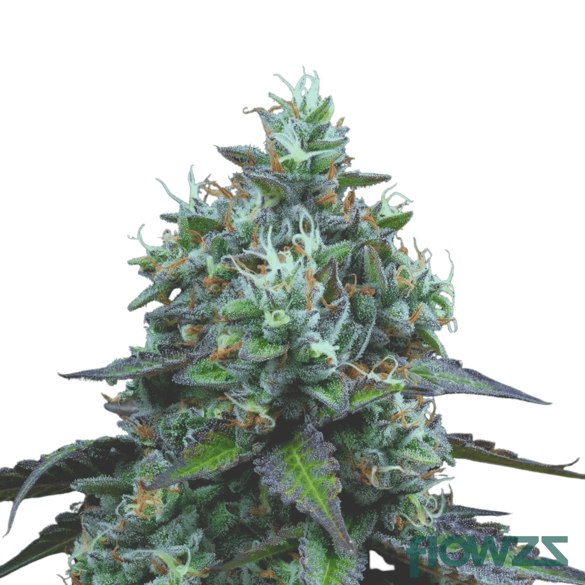 the-zoap-strain
