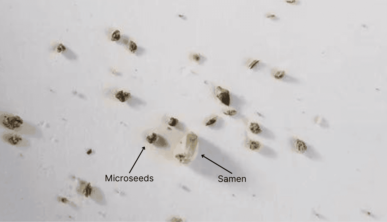 microseeds-vergleich-mit-cannabis-samen