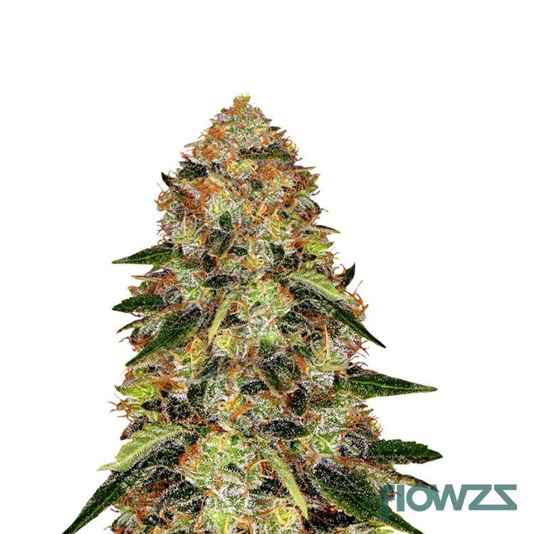 Shiskaberry Cannabis Strain - flowzz.com Preisvergleich
