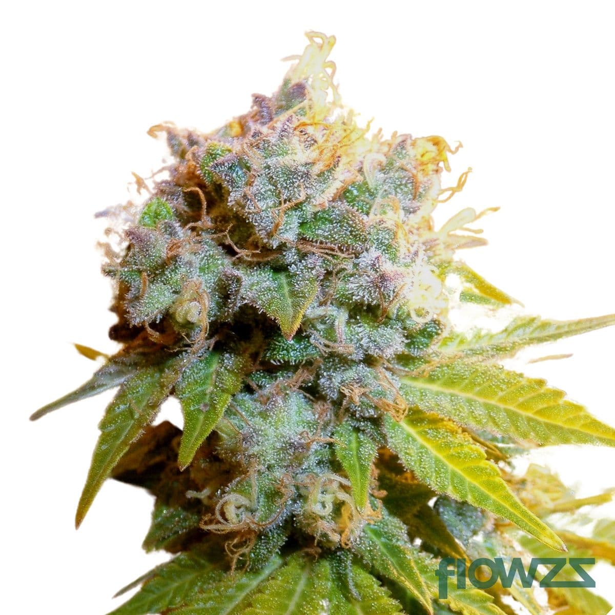 Blueberry Haze » Wirkung, Strain Reviews & Preise | flowzz