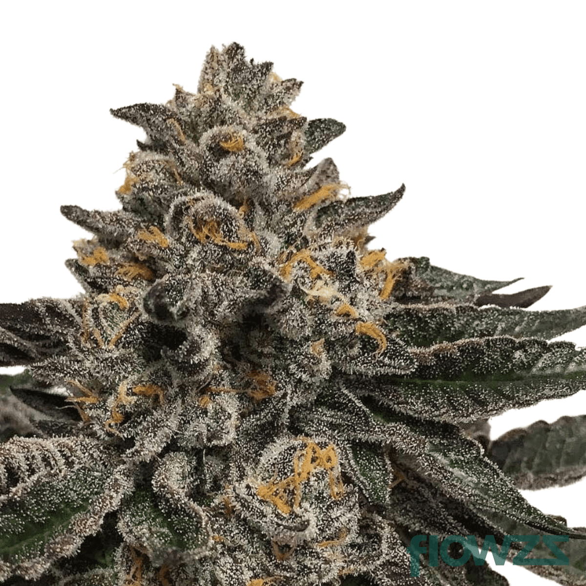 Jet Fuel Gelato Cannabis Strain