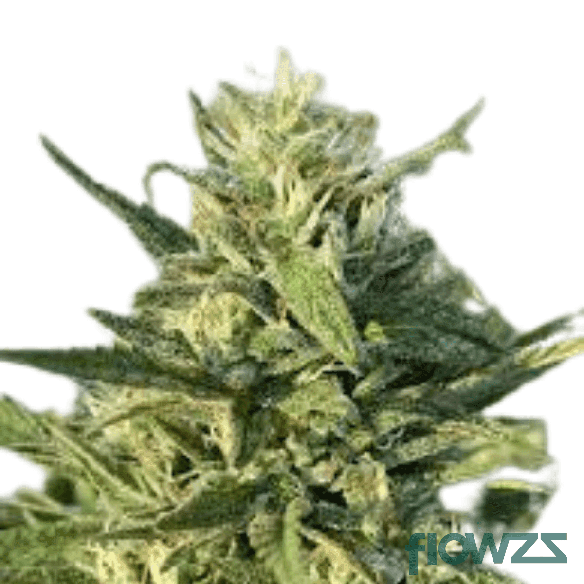 AK47 Cannabis Strain