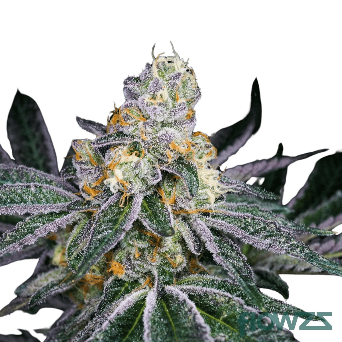 candyland-cannabis-strain