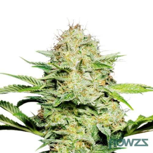 Super Haze Cannabis Strain - flowzz.com Preisvergleich