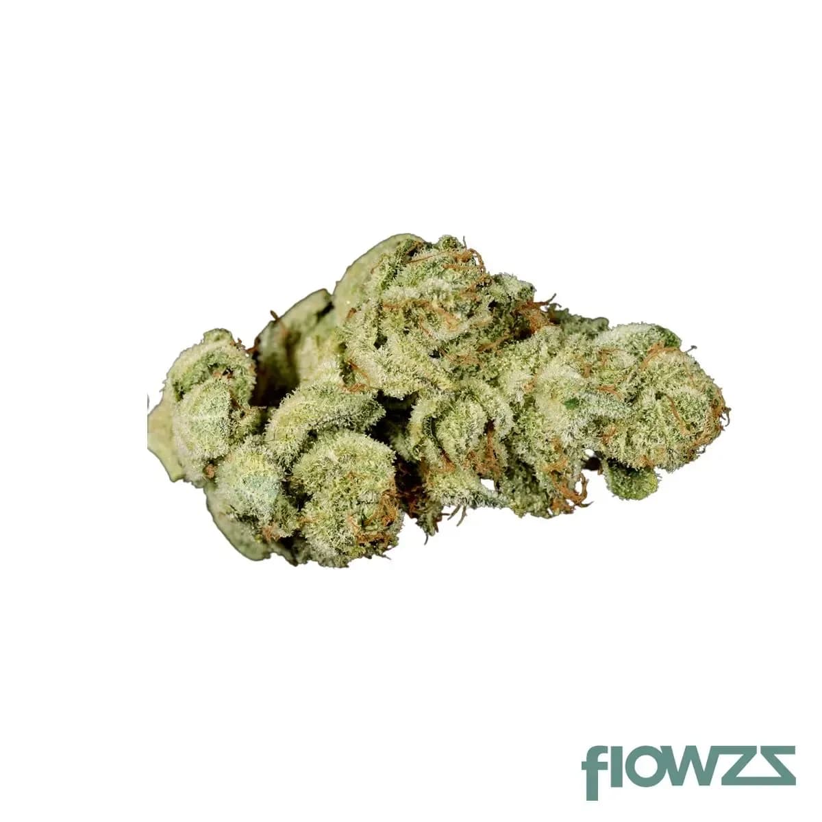 Gorilla-Glue-Forte-cannabis