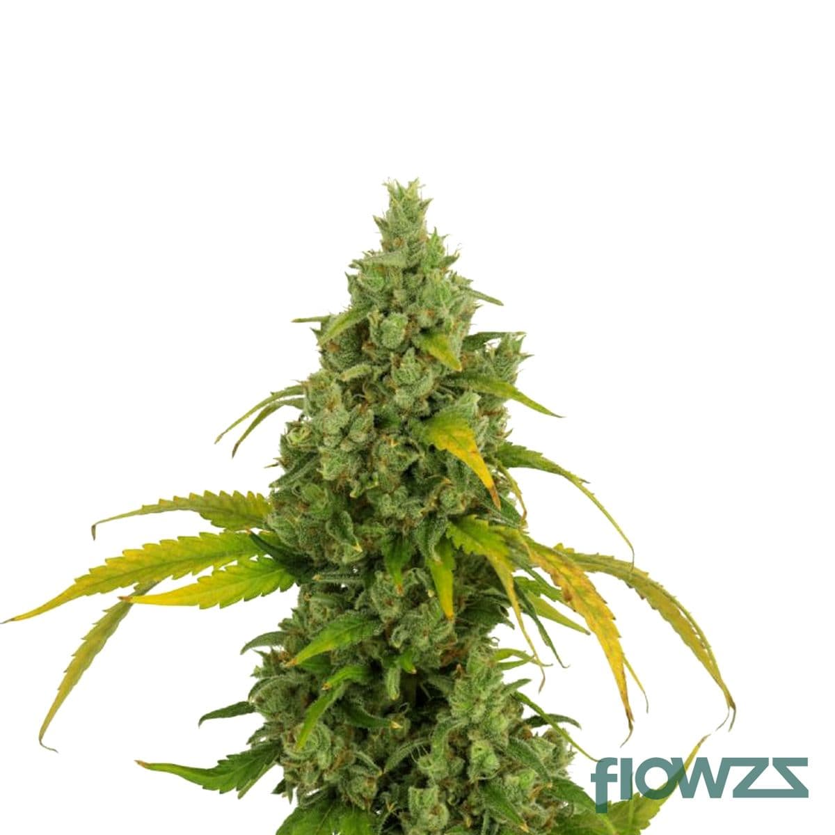 Tiger Paw Cannabis Strain - flowzz.com Preisvergleich