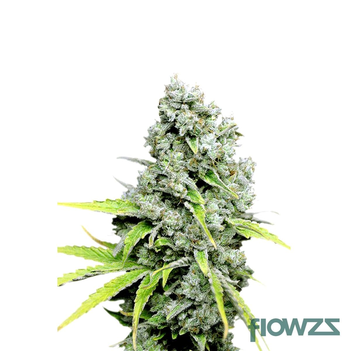 CBD Skunk Haze Cannabis Strain - flowzz.com Preisvergleich