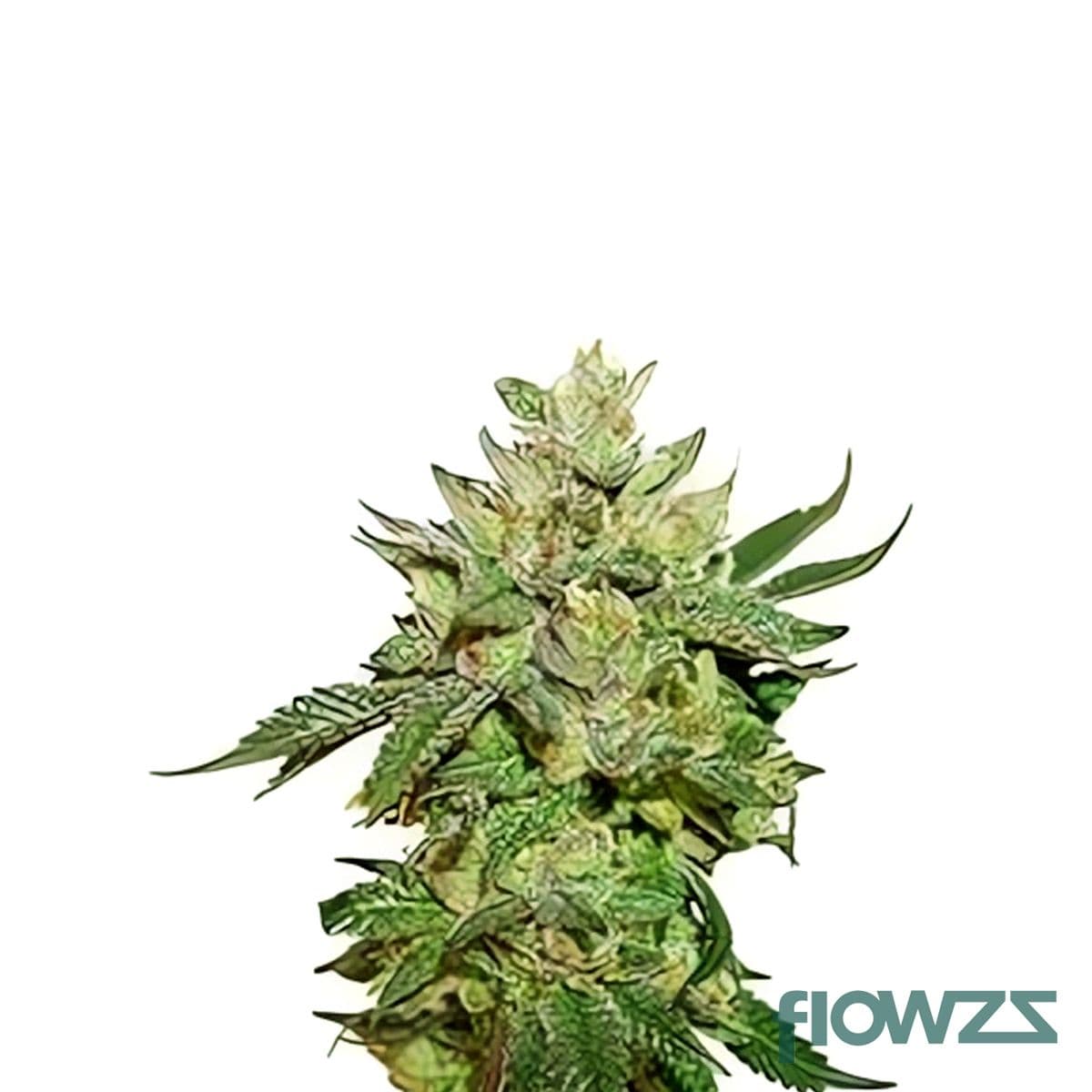 Wedding Singer Cannabis Strain - flowzz.com Preisvergleich