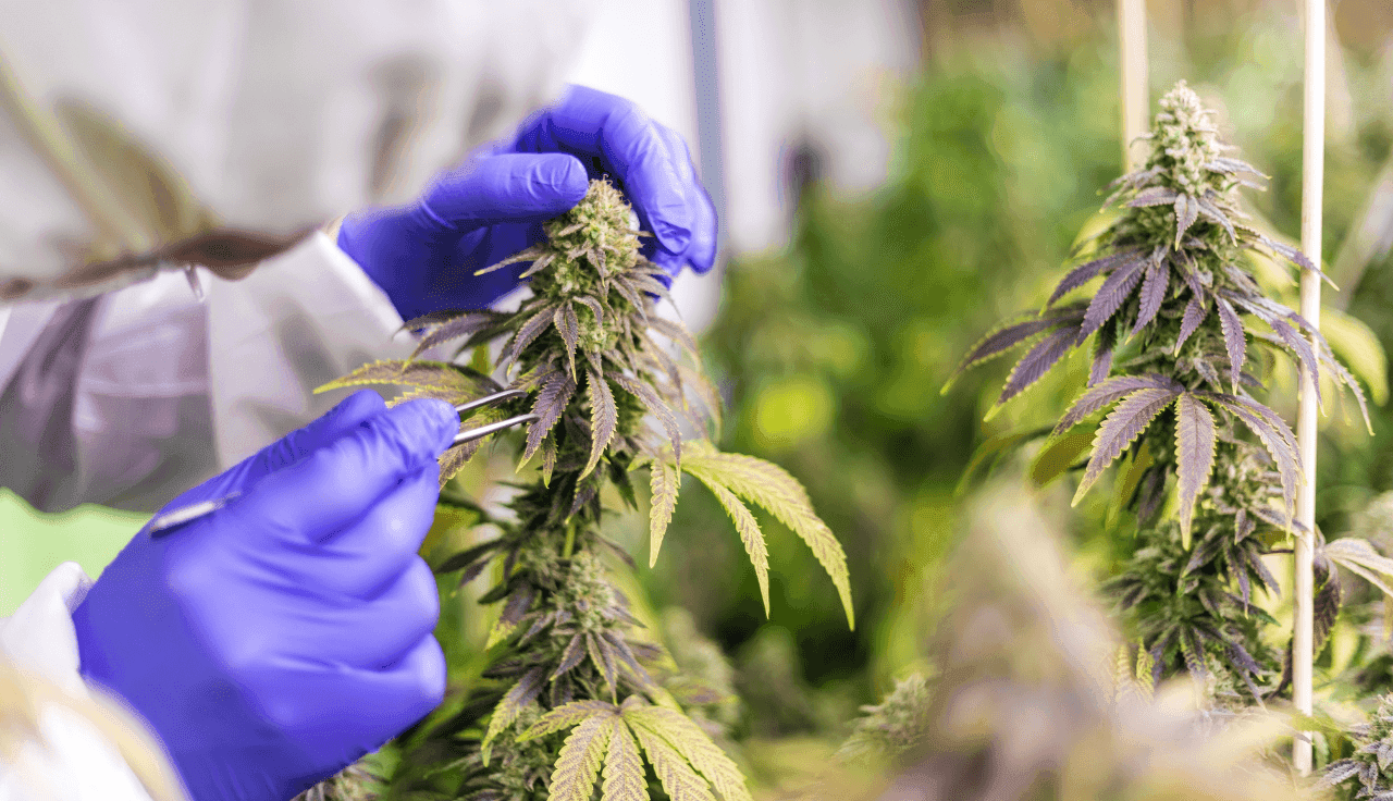 hybride-cannabis-zuechtungen-autoflowering