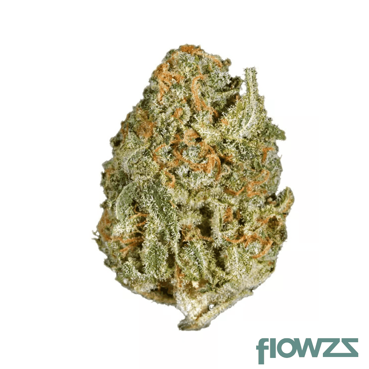 white-rhino-flower