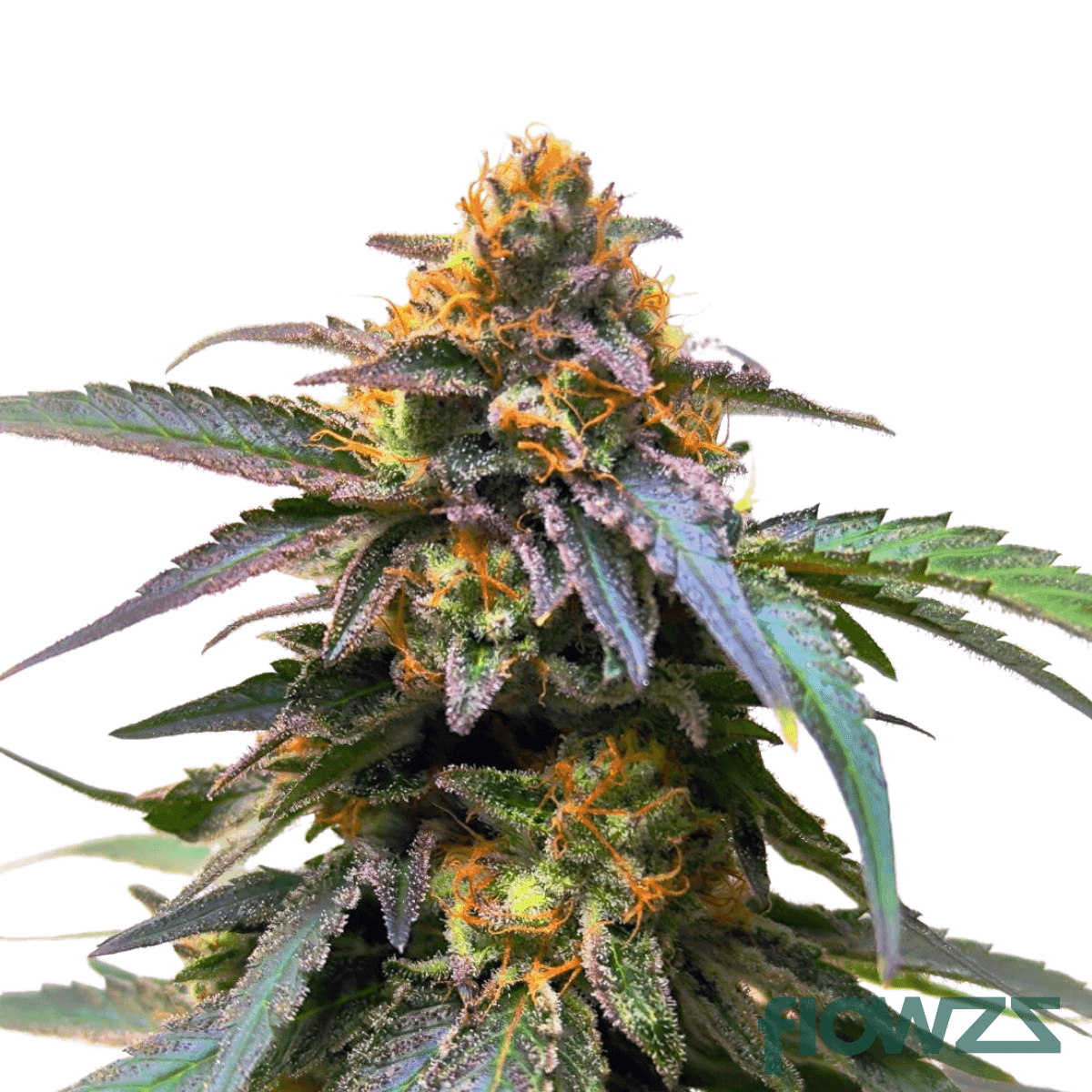 kush-mints-cannabis-strain