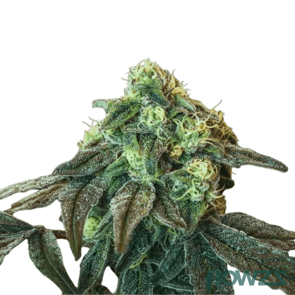 lemon-loaf-strain