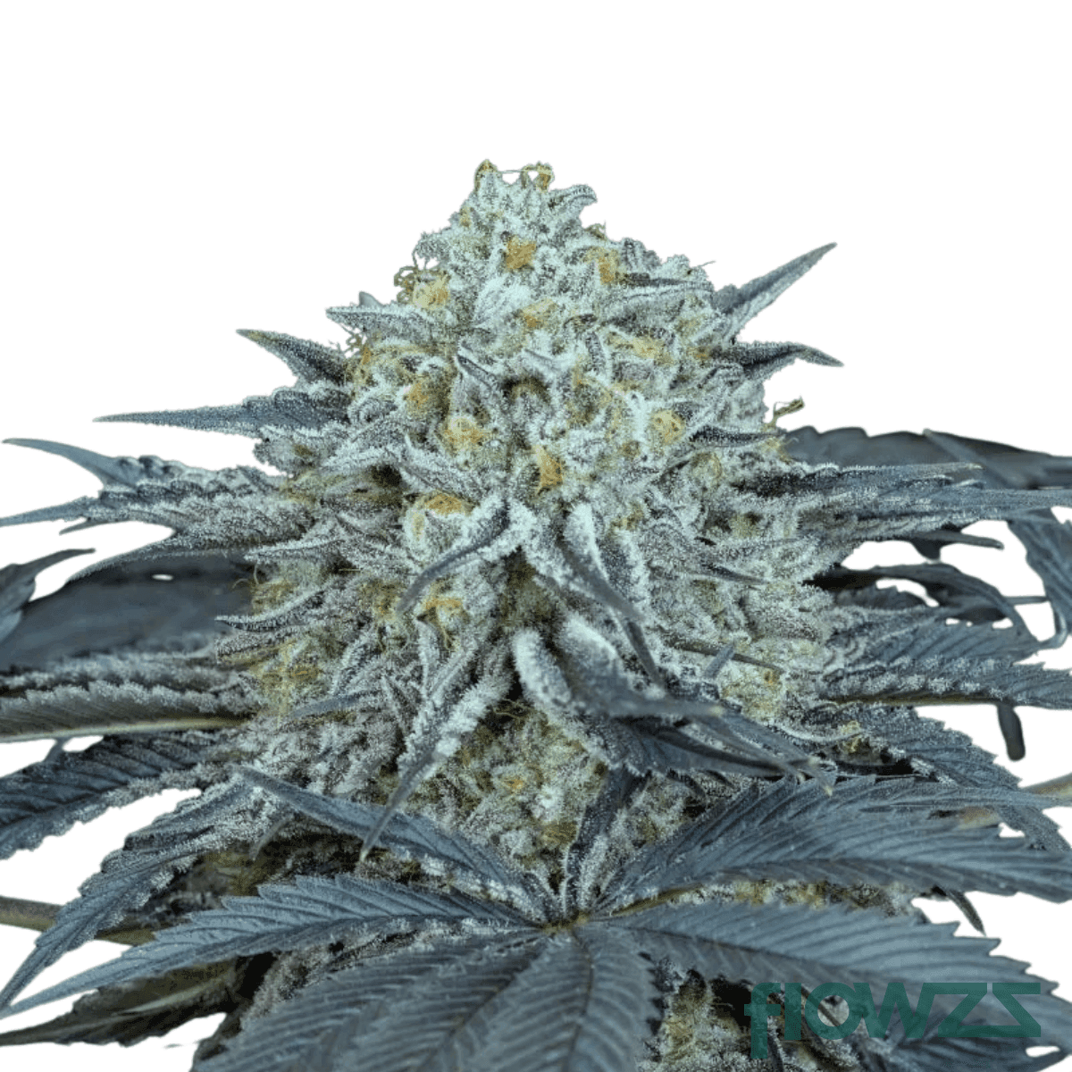 m-runtz-strain