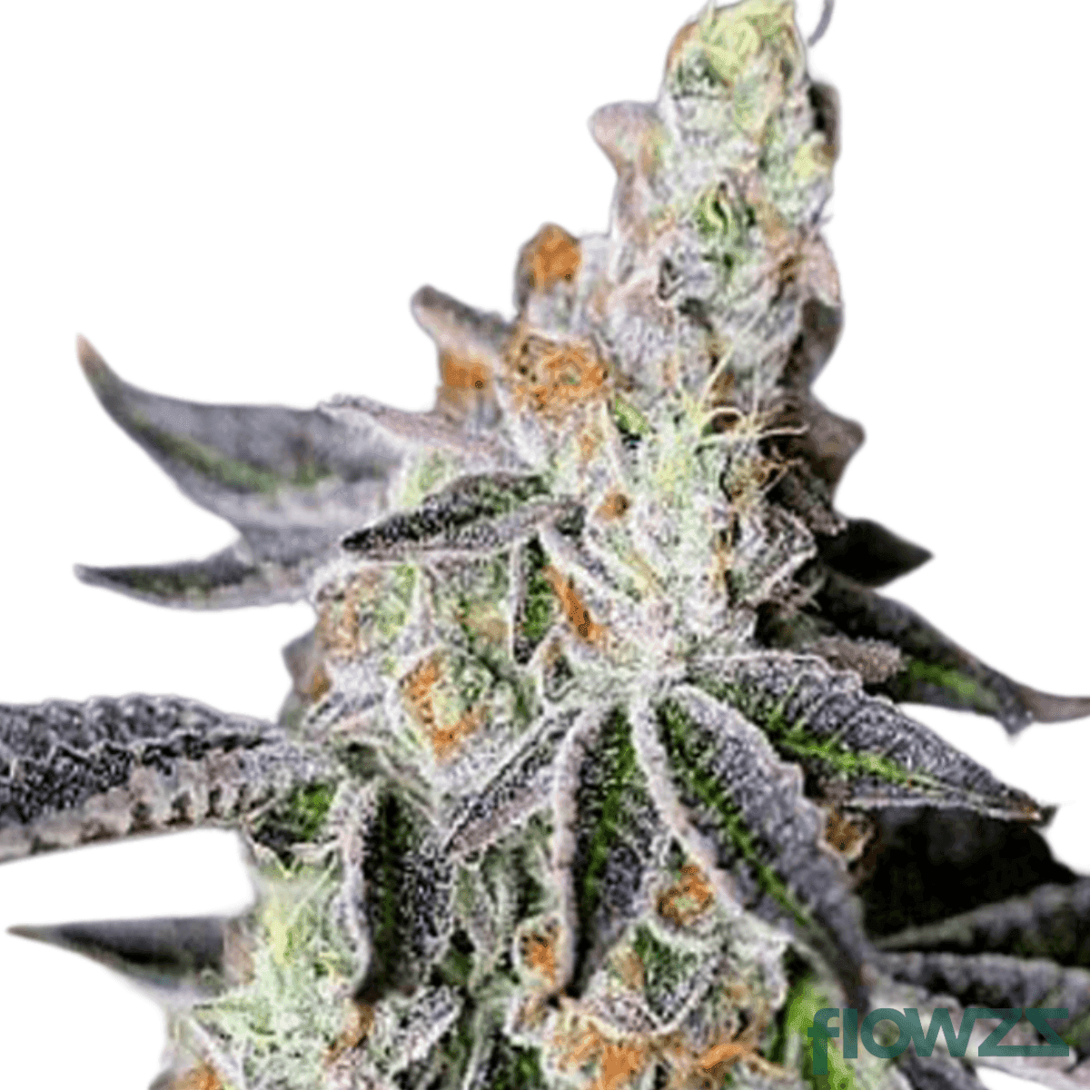 Zanda´s Dream