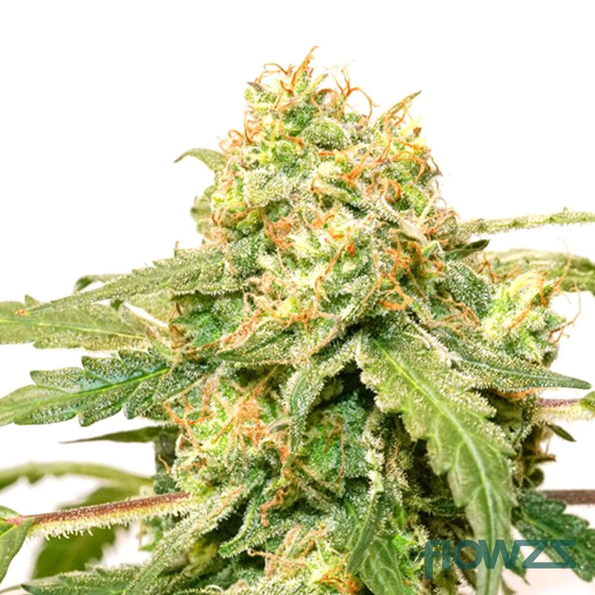 Kerosene Krash Cannabis Strain - flowzz.com Preisvergleich