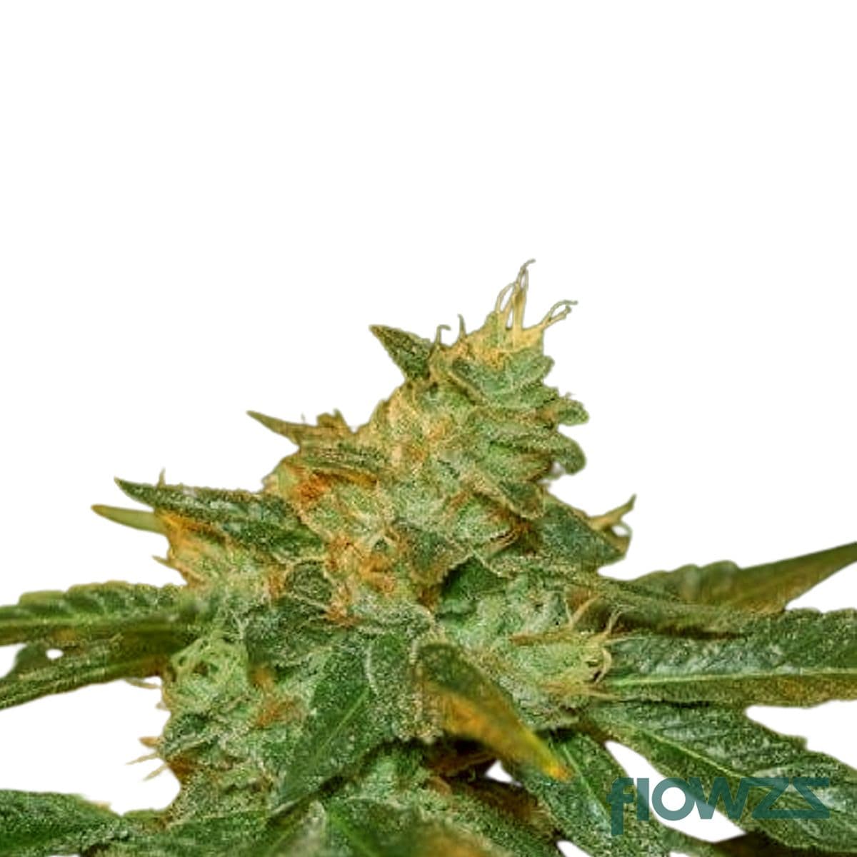 Dave's Kush Cannabis Strain - flowzz.com Preisvergleich