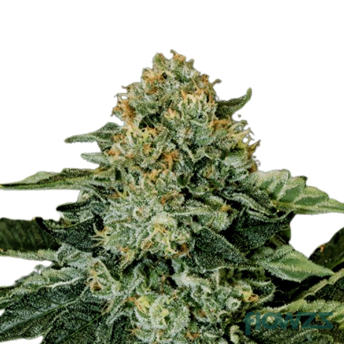 Incredible Milk Cannabis Strain - flowzz.com Preisvergleich