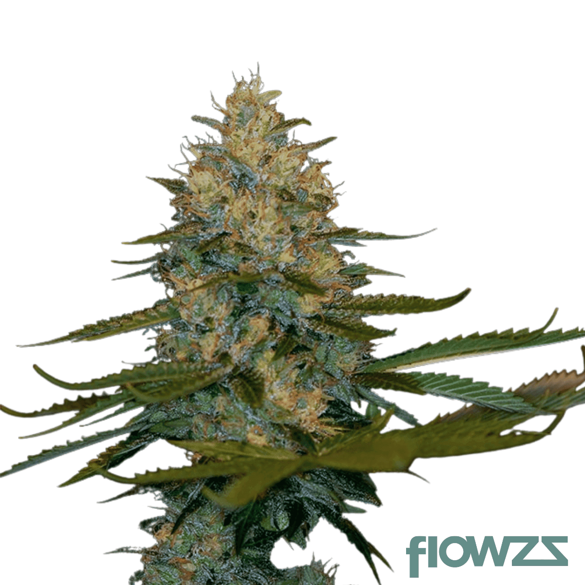 exodus-cannabis