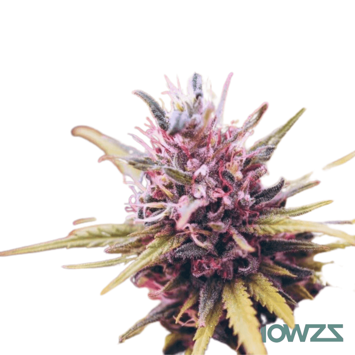 Purple Rain Cannabis Strain - flowzz.com Preisvergleich