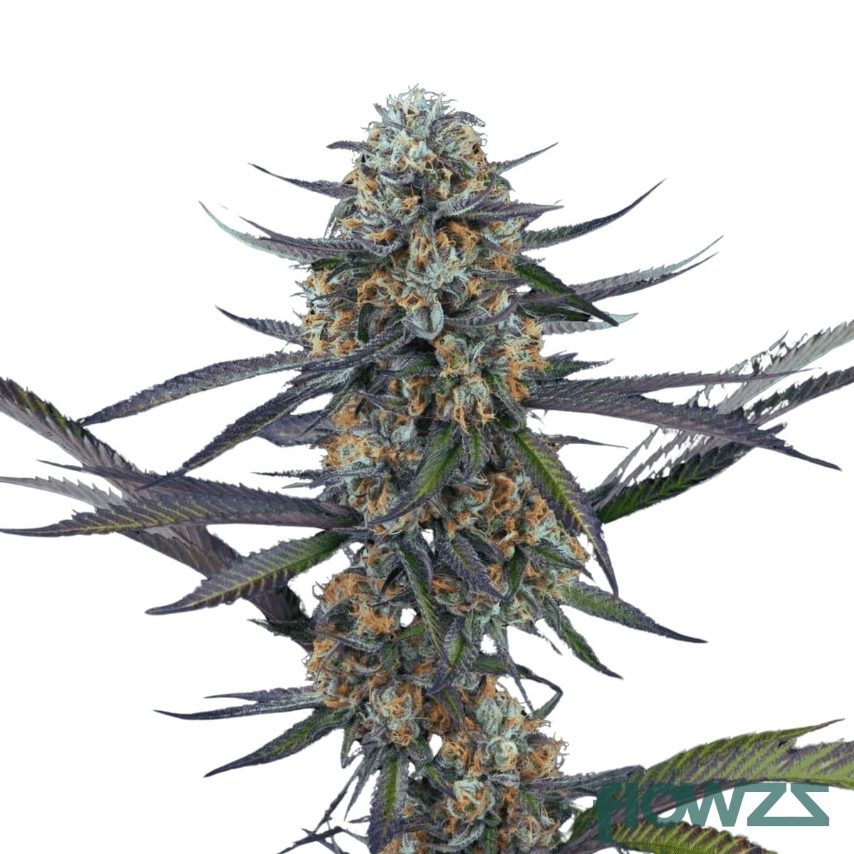 PKO Strain