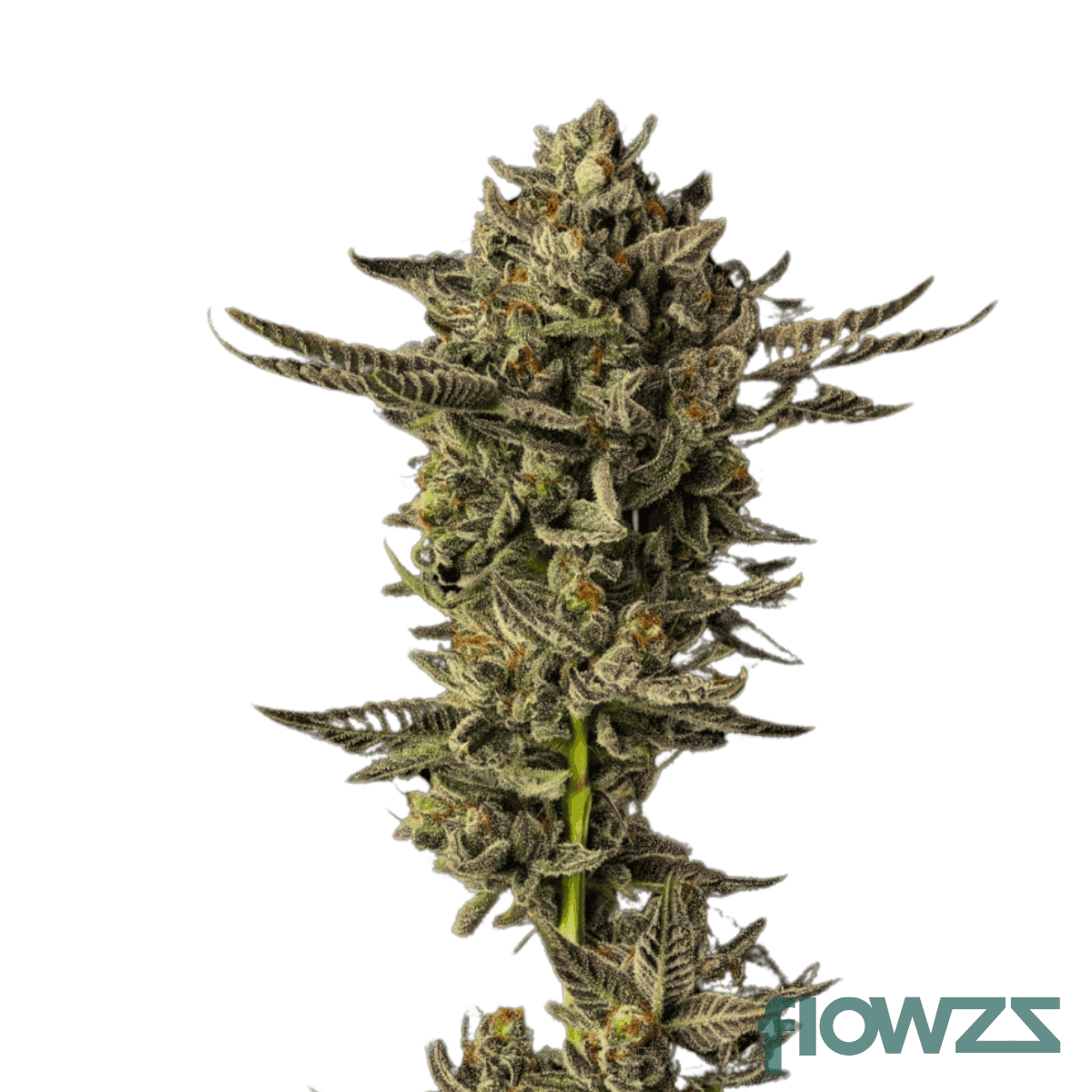 polar-pop-cannabis-strain